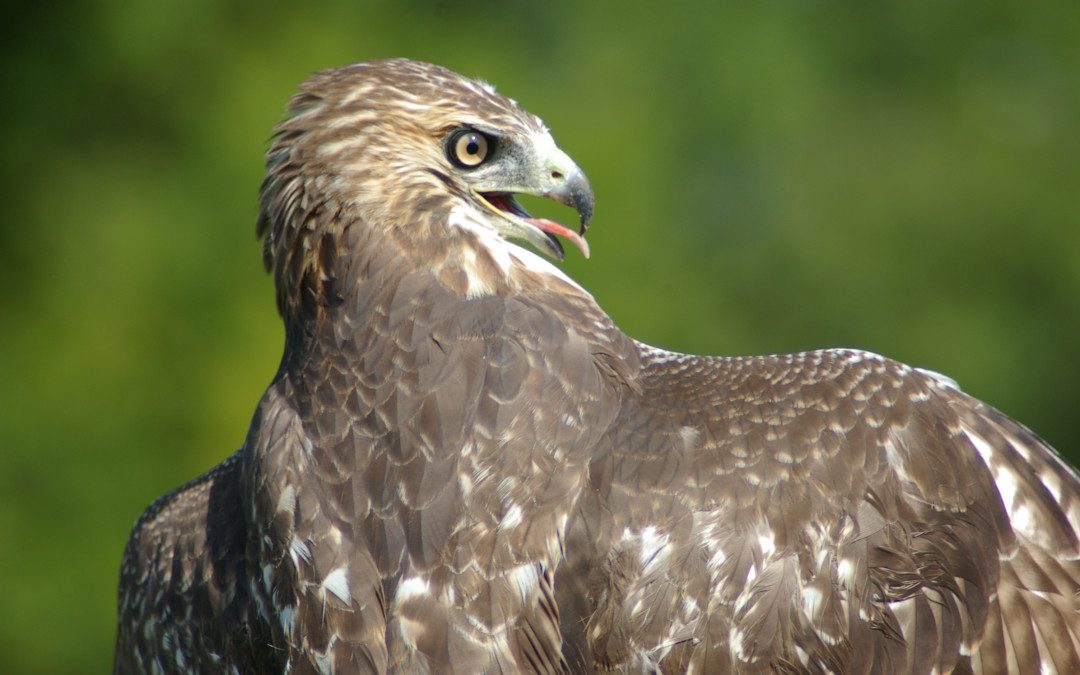 Raptor Banding Tour