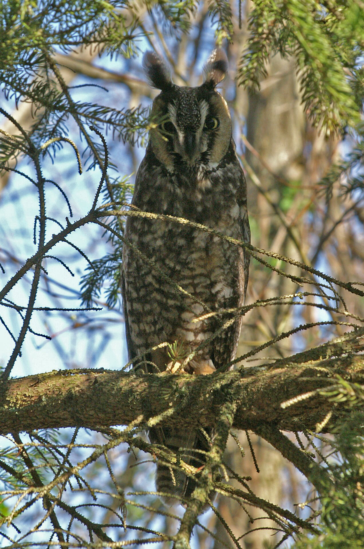 Owl Migration at Braddock Bay | Braddock Bay Raptor Research