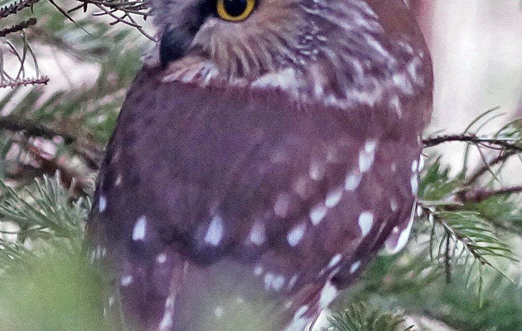 Pint-sized Predators: Saw-whets and Screech Owls