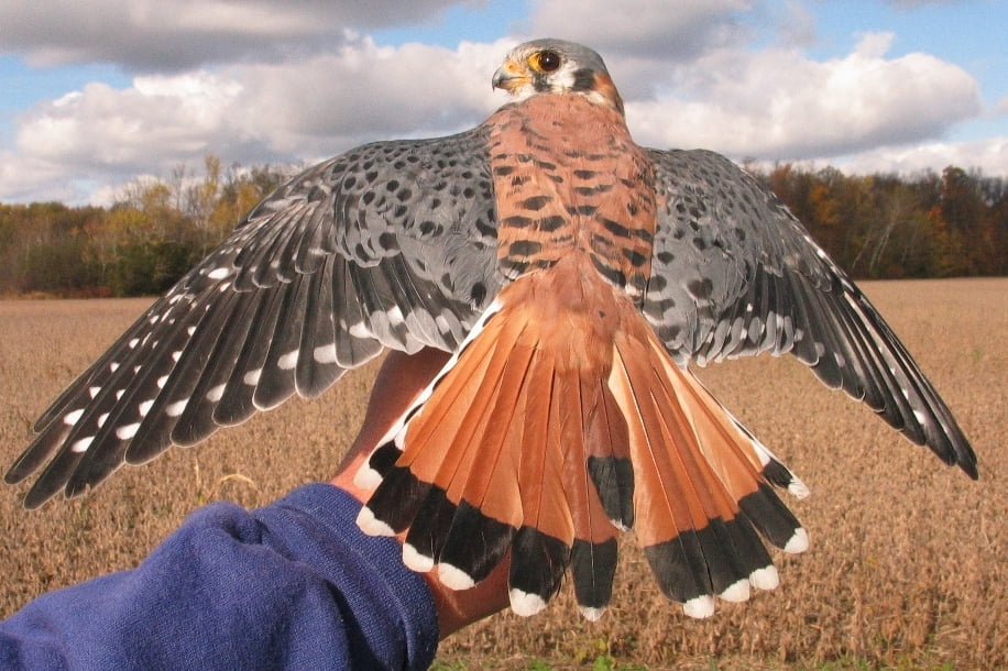 American Kestrel - male Banded Red-tailed Hawk
