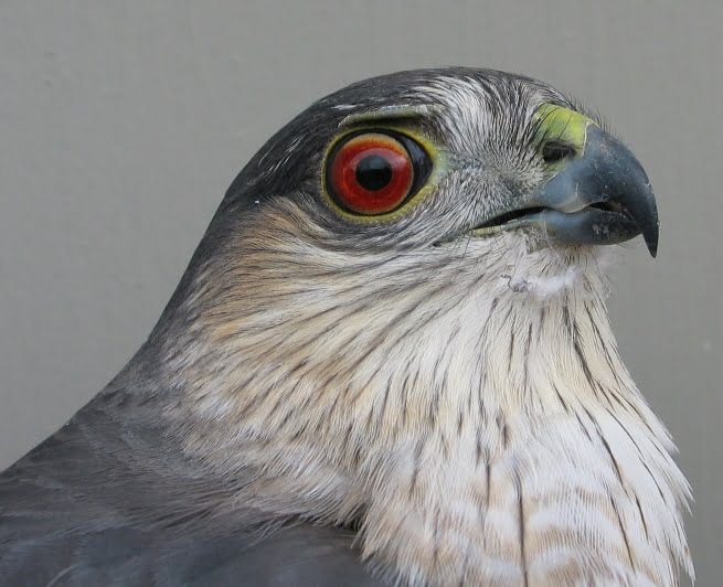 Sharp-shinned Hawk Survival Guide for Kids!