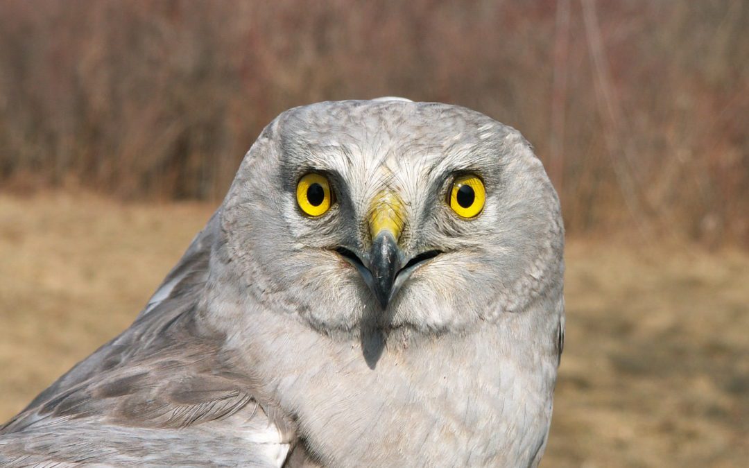 Featured Species: Northern Harrier