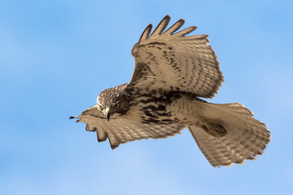 Red-tailed Hawk