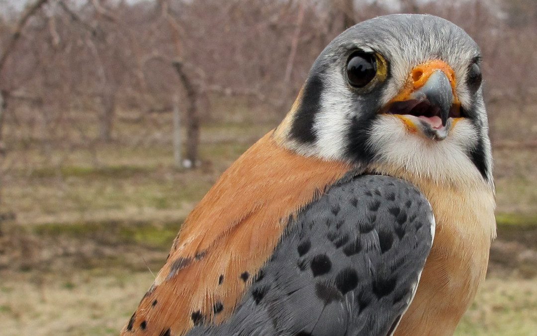 American Kestrel Survival Guide for Kids!