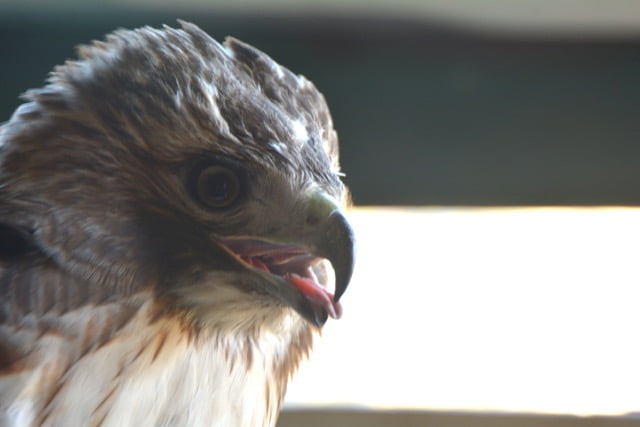Raptor Banding Update – Careful What You Wish For!
