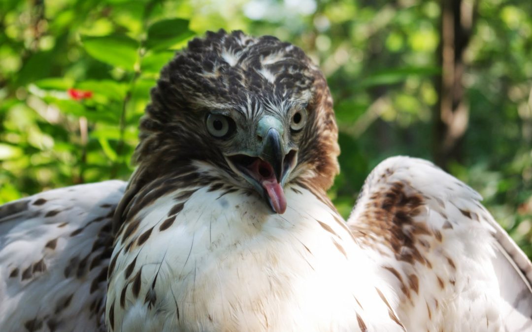 August Red-tail Season Begins!