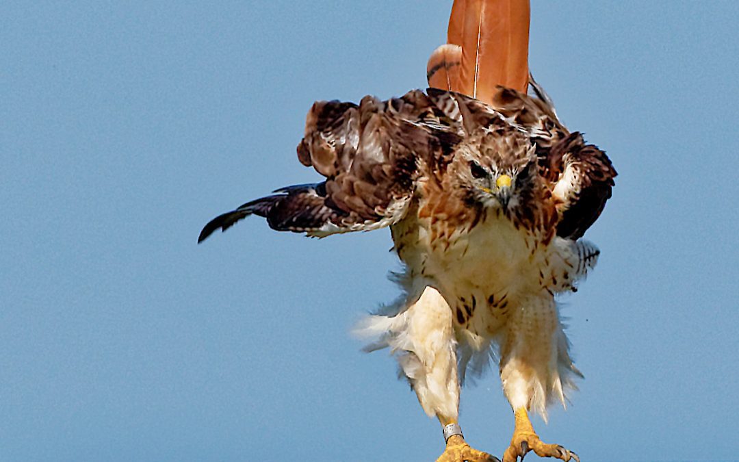 Featured Species: Red-tailed Hawk