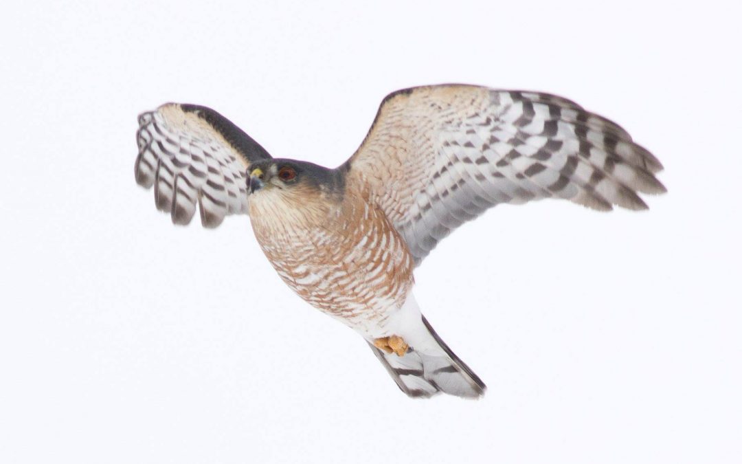 Sharp-shinned Hawk Coloring Sheet