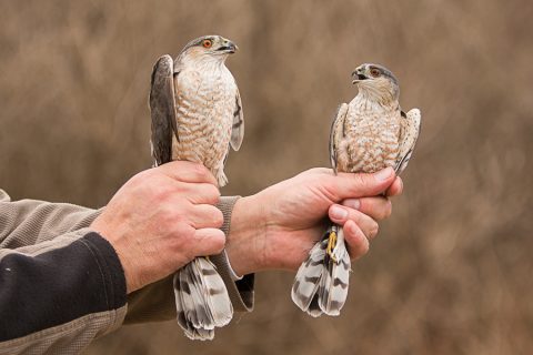 Featured Species: Sharp-shinned Hawk | Braddock Bay Raptor Research