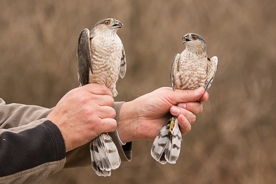 Featured Species: Sharp-shinned Hawk