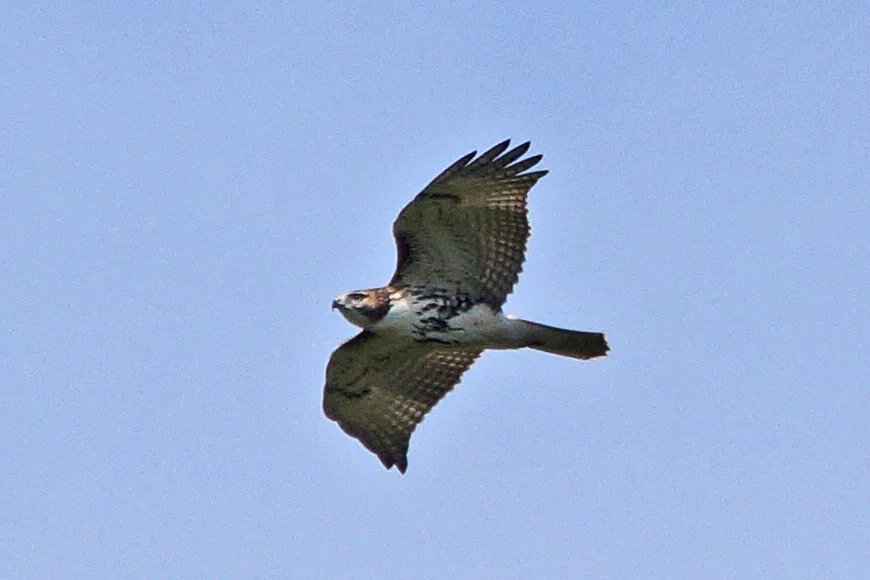 Volunteer Opportunity: Summer Raptor Count