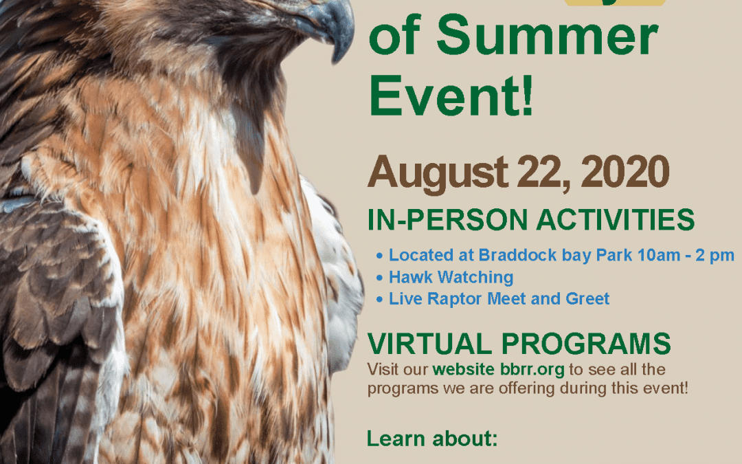 Hawk Days of Summer!