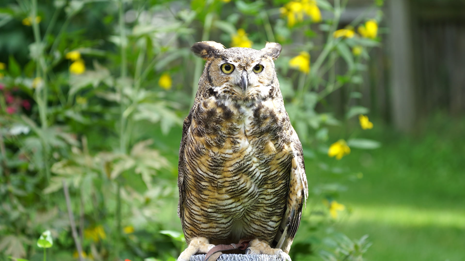 Great Horned Owl Thumbnail-1080