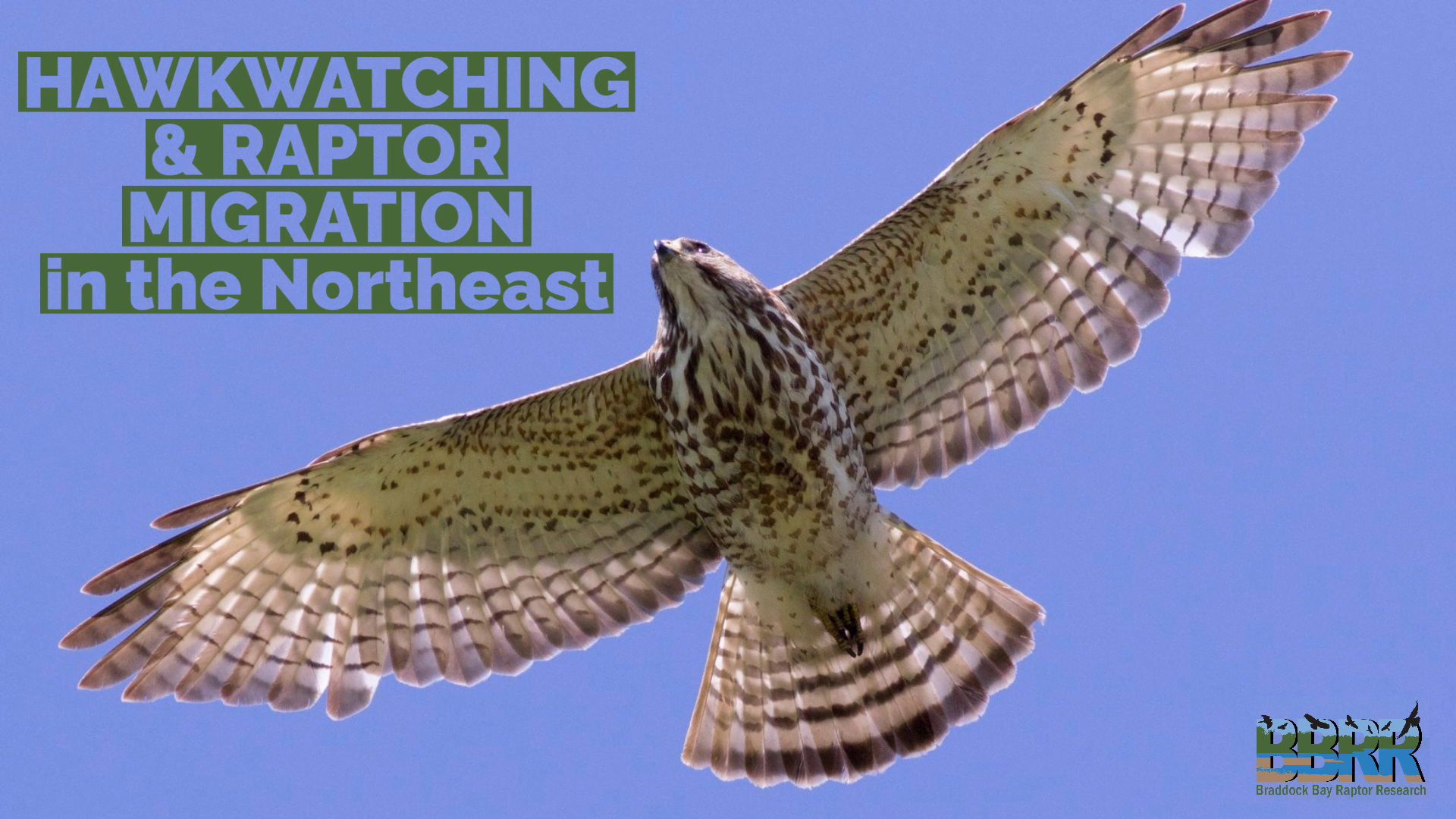 Hawkwatching and Migration in the NE