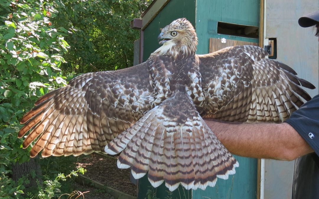 Red-tails of Braddock Bay & Beyond – Webinar