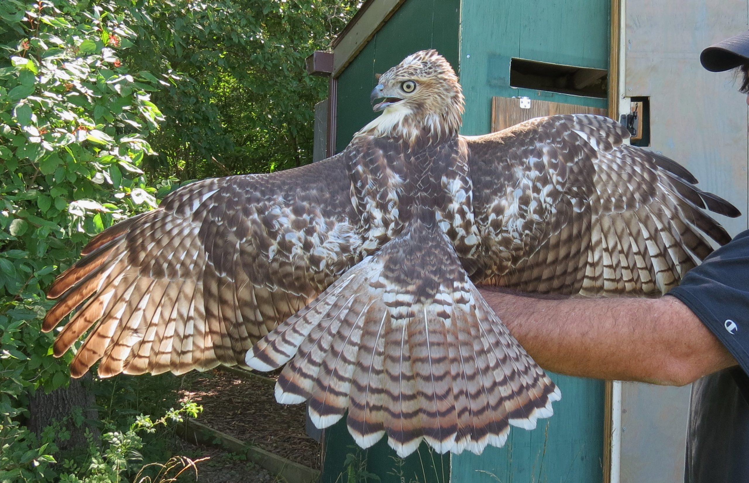 Banded Red-tailed Hawk