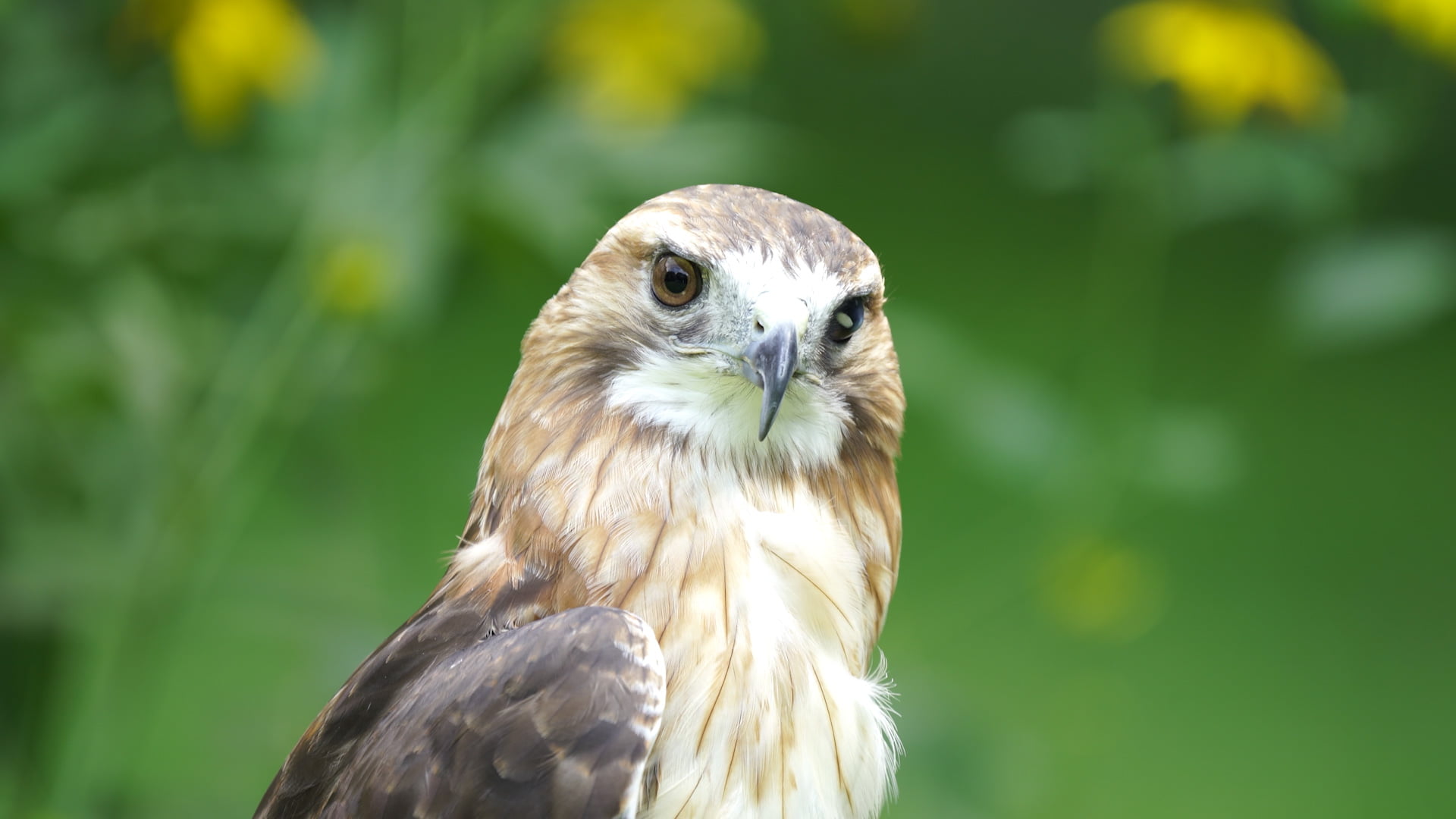 Red-tailed Hawk Thumbnail-1080