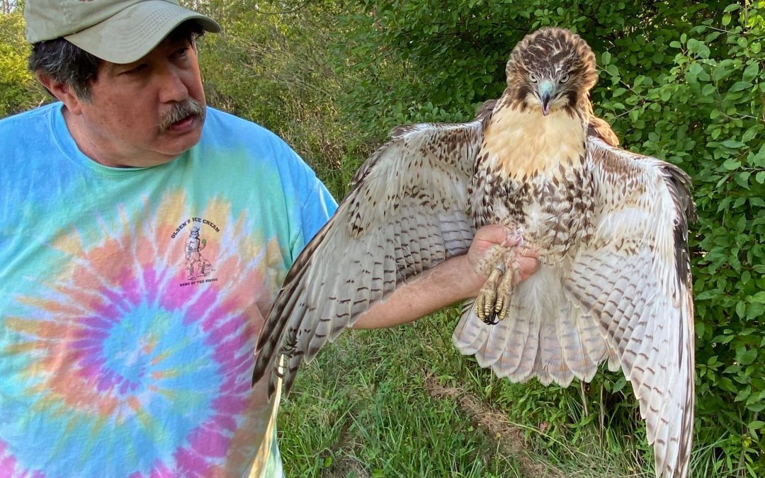 August 2020 Banding Results