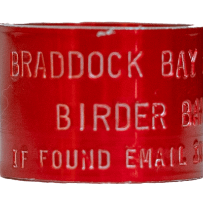 Birder Band Front