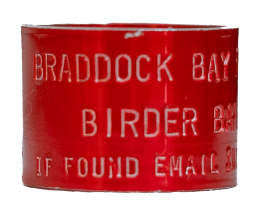 Birder Band Front