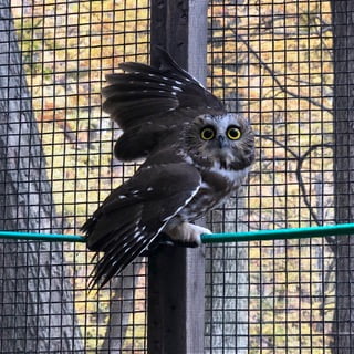 Rehabilitation of Small Raptors