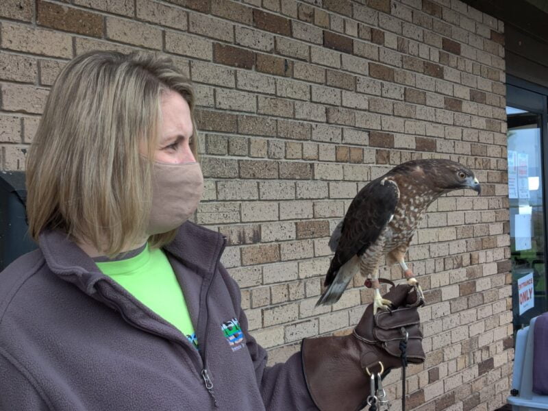 Meet a Broad-winged Hawk