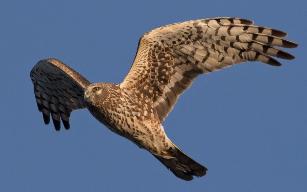 2025 Raptor Education Course | Braddock Bay Raptor Research