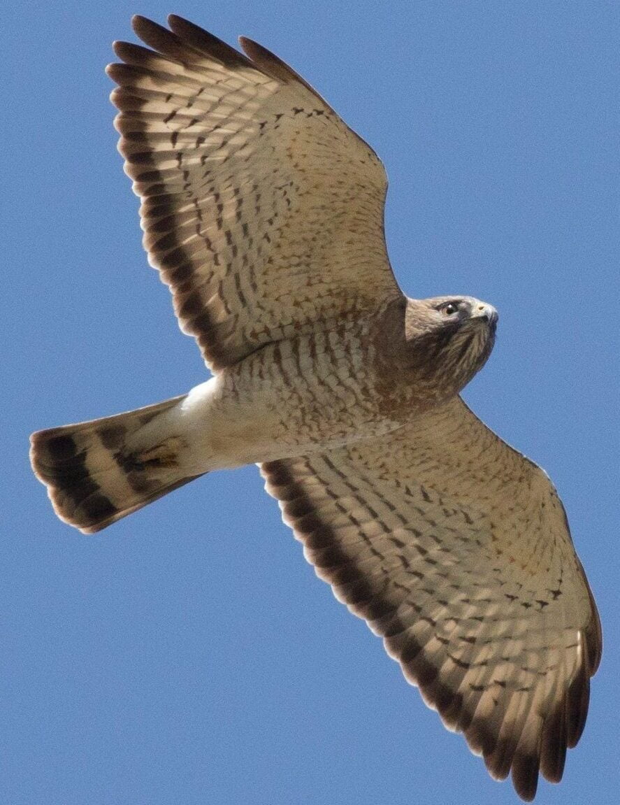 Broad-winged Hawk Soaring