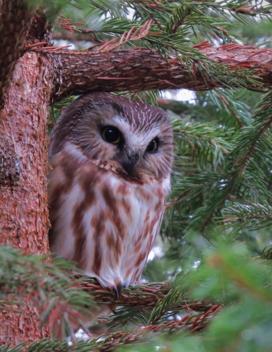 Northern Saw Whet Owl