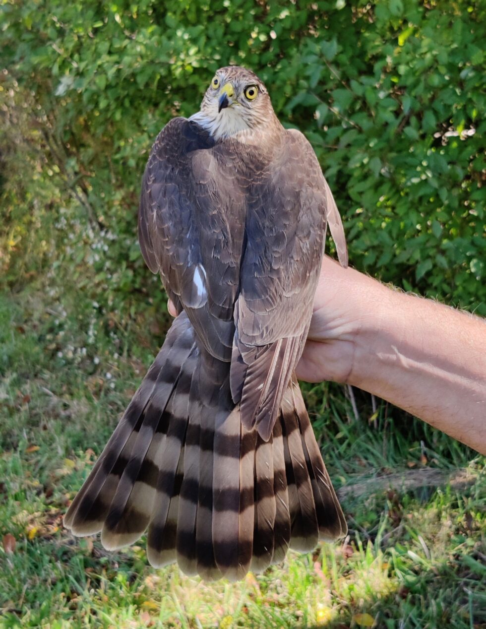 Braddock Bay Raptor Research
