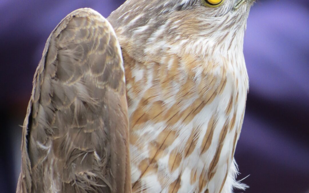 Sharp-shinned Hawk Project Update