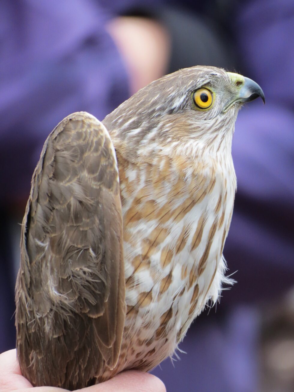 Hackling Raptor Braddock Bay Raptor Research