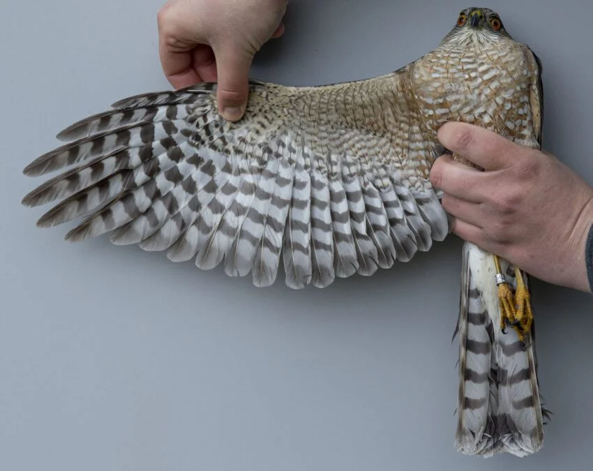 Sharp-shinned Hawk Study Updates