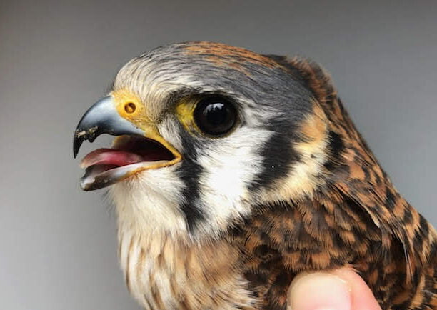 Female Kestrel