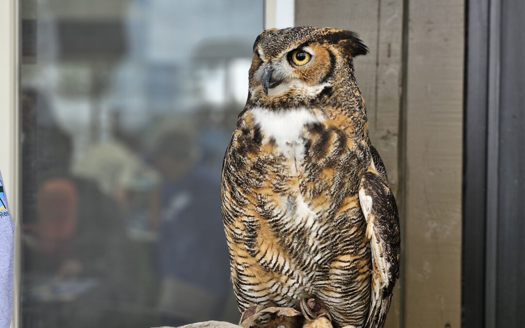 Bird of Prey Days 2025
